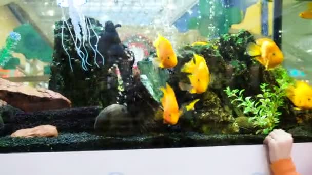 L'enfant regarde le poisson jaune dans l'aquarium dans le magasin, 4k . — Video