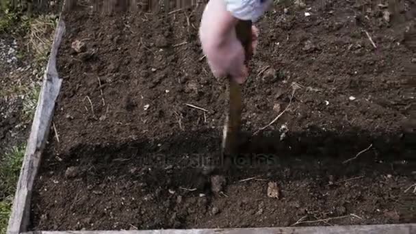 Femme travaillant dans le jardin, décime le sol avec un bâton, 4k . — Video