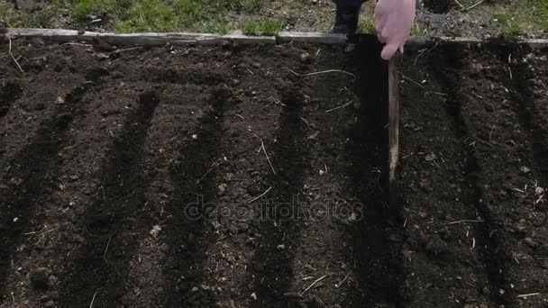 Kvinna som arbetar i trädgården för plantering grönsaker, decimerar marken med en pinne, 4k. — Stockvideo