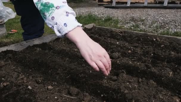 Een vrouw zit van een wortel in de tuin, zaden, 4k zit. — Stockvideo