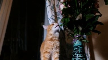 Kurutulmuş çiçek yaprakları, 4 k komik kırmızı kedi yiyor.