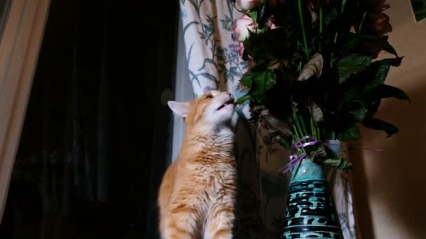 Rolig Röd katt äter torkade blommor blad, 4k. — Stockvideo