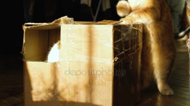 İki kedi karton kutunun içinde 4 k oynamak