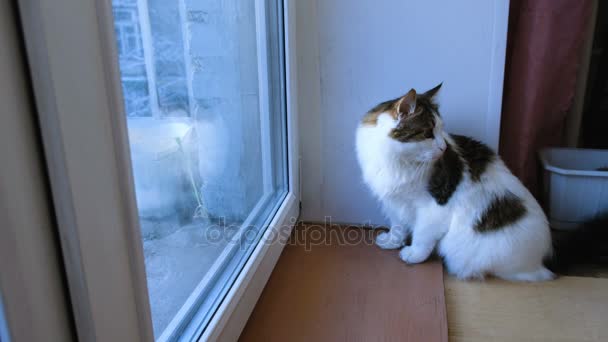 Witte kat kijkt uit het raam voor vogels, 4k — Stockvideo