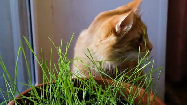 Zencefil kedi ot yiyor ve kuşlar, iki kedi 4 k pencereden görünüyor — Stok video
