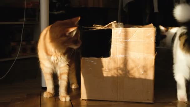 Две кошки играют с картонной коробкой, 4k — стоковое видео