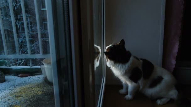 Gato manchado mirando por la ventana para pájaros en el balcón, 4k — Vídeo de stock
