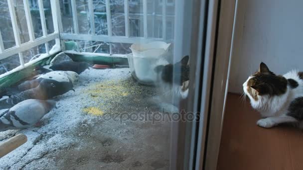 Gato mirando por la ventana los pájaros picoteando la grupa en el balcón, 4k — Vídeos de Stock