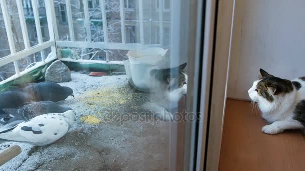 Gato mirando por la ventana a los pájaros picoteando mijo en el balcón, 4k — Vídeo de stock