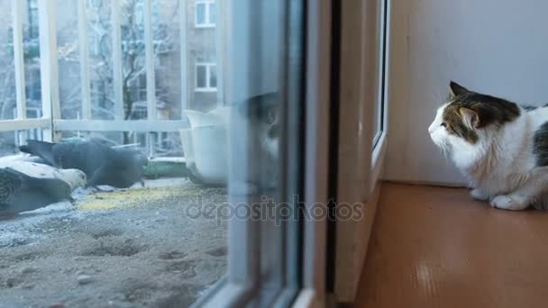 Gato mirando por la ventana a los pájaros, picoteando semillas en el balcón, 4k — Vídeos de Stock