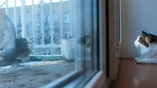 Katze schaut aus dem Fenster die Vögel picken am Rumpf auf dem Balkon, 4k — Stockvideo