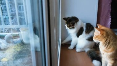 İki kedi kuşları pencereden dışarı bak, kediler kuşlar saldırı, belgili tanımlık pencere, 4 k kazımak istiyorum