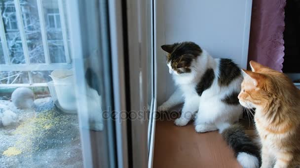 Dos gatos miran por la ventana a los pájaros, los gatos quieren atacar a los pájaros, raspar la ventana, 4k — Vídeos de Stock