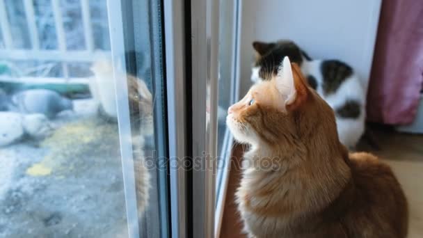 Two cats look through the closed window on pigeons, cats want to attack birds, 4k — Stock Video