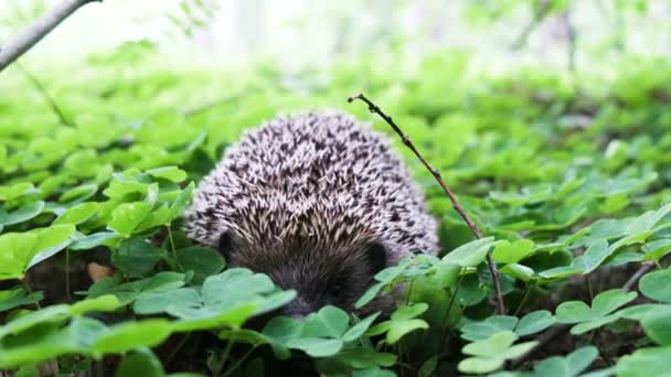 Hedgehog sentado na grama, de perto, ouriço ronca seu nariz, sons da natureza, 4K . — Vídeo de Stock