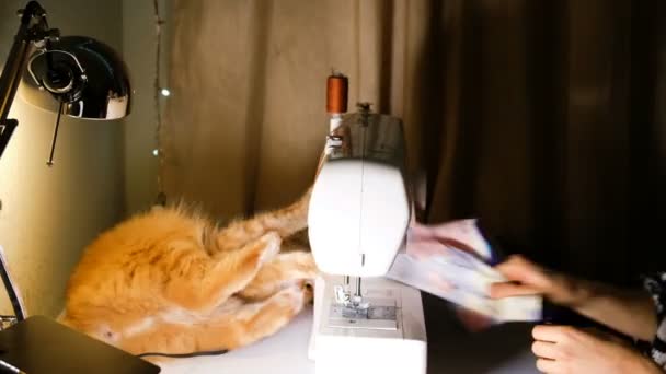 Fille joue avec un chat rouge sur une table à coudre, 4k . — Video