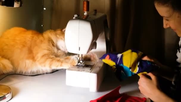 Chica se juega con un gato rojo en la mesa de coser, el gato interfiere con la costura, 4k . — Vídeos de Stock