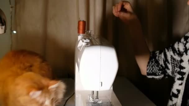 Meisje loopt een naaimachine, de rode kat interfereert met werk, 4k. — Stockvideo