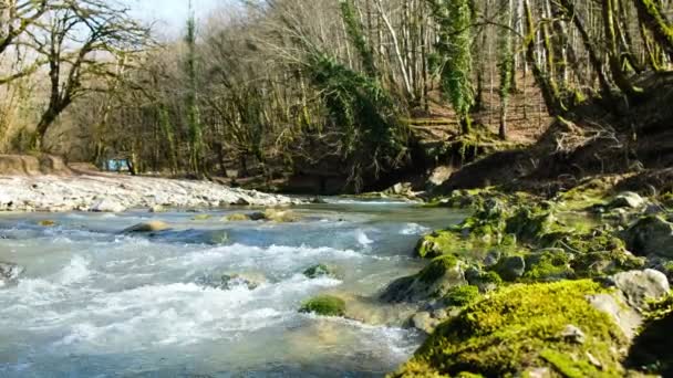 O córrego de montanha corre na floresta de primavera, 4k . — Vídeo de Stock