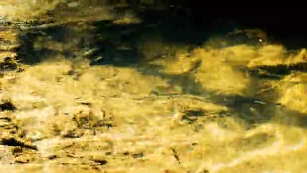 Un ruisseau de montagne clair et propre coule dans une forêt de printemps, 4k .