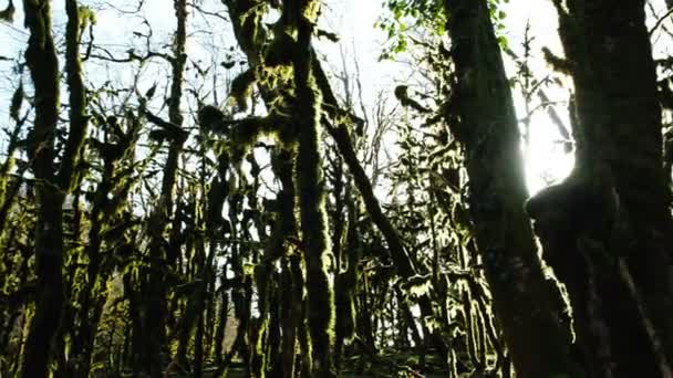 Los rayos del sol del color mágico de la luz con el resplandor pasan lentamente a través de árboles del tronco del bosque, 4k — Vídeo de stock