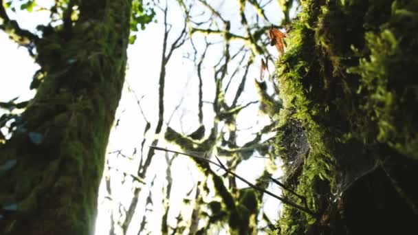 A large web on a mossy tree, 4k. — Stock Video