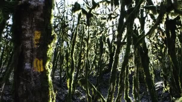 Panorama de la forêt moussue, le soleil brille à travers les arbres dans la forêt mystérieuse, 4k . — Video