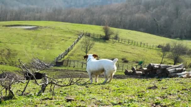 Pes jack russell teriér, škrábání na zádech na zemi v přírodě na pozadí zeleného pole, 4k. — Stock video