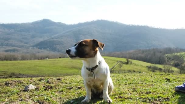 Cansado cão jack russell terrier senta-se na natureza contra o fundo de um campo verde, 4k . — Vídeo de Stock