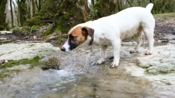Malý pejsek jack russell teriér pije vodu z horského potůčku, 4k. — Stock video