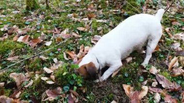 Küçük köpek jack russell terrier digs orman, 4k toprağa.