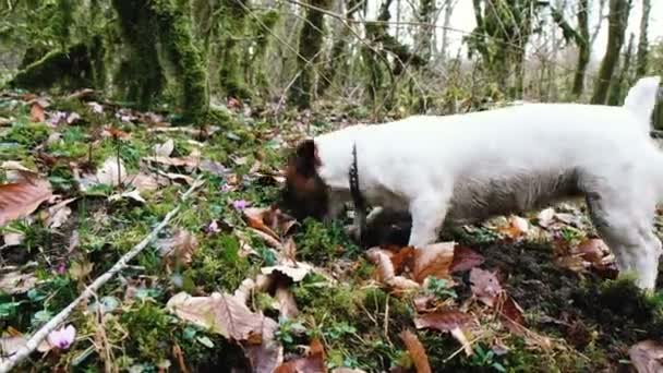 Pequeño perro jack russell terrier cava activamente el suelo en el bosque, saltando y buscando algo, 4k . — Vídeo de stock