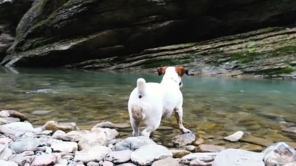 A small dog jack russell terrier does not want to go into the water, the dog stands on the river bank in the forest, 4k. — Stock Video