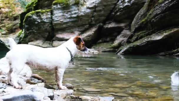 Un pequeño perro gato russell terrier entra en el agua después de una piedra, un perro pasea en el cañón Psaho, 4k . — Vídeos de Stock