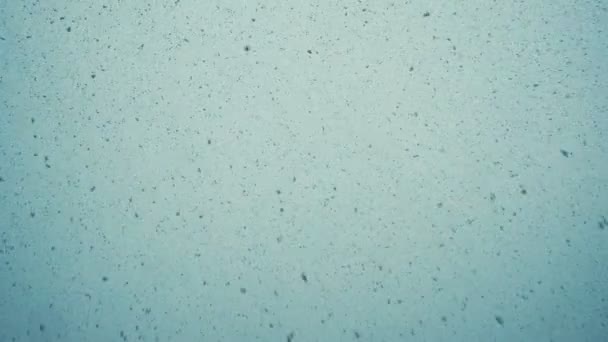 Große Schneeflocken fallen vom Himmel, sehr großer Schnee fällt an einer Wand, Blick von unten, Zeitlupe — Stockvideo