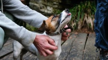 Adam konturlar ve çizikler bir küçük köpek jack russell terrier ormandaki 4k.