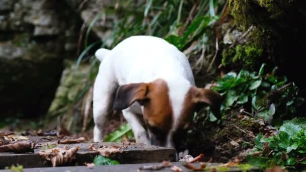 Rolig liten hund jack russell terrier i skogen spelas med en pinne nära upp, 4k. — Stockvideo