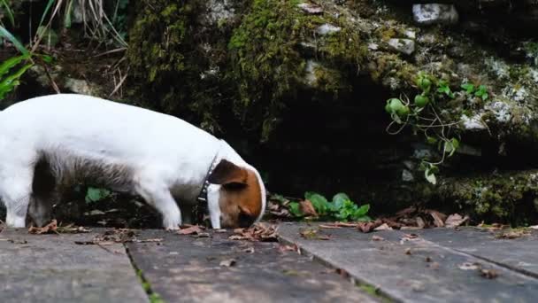 Vicces kis kutya-jack russell terrier az erdőben játsszák, egy bottal, 4k. — Stock videók