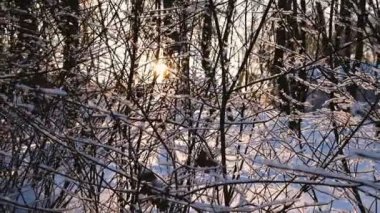 Çalılıkların üzerinde kar yatıyor Kış, ağır çekim