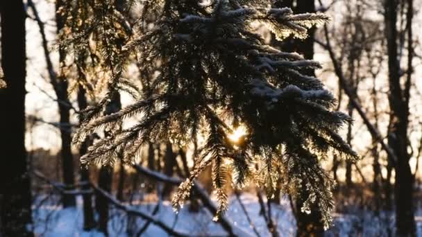 Strålen av solen lyser igenom grenen spruce, solnedgången i vintern i skogen, 4k — Stockvideo