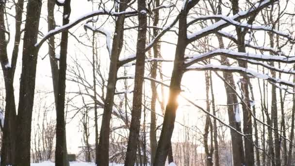 Caída de nieve al atardecer, copos de nieve brillan contra el telón de fondo de la puesta de sol en el bosque, cámara lenta — Vídeos de Stock