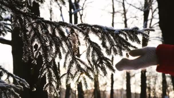 Mano femenina en una manopla sacude la nieve con ramas de abeto, cámara lenta — Vídeos de Stock