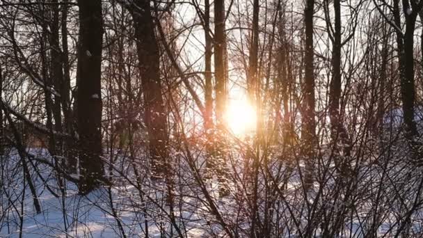 Сніжинки повільно падають на захід сонця в лісі серед кущів і дерев, приголомшливий лісовий захід, повільний рух — стокове відео