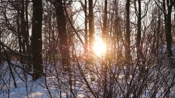 Schneeflocken fallen langsam bei Sonnenuntergang im Wald zwischen Büschen und Bäumen, ein fabelhafter Wald Sonnenuntergang, Zeitlupe — Stockvideo