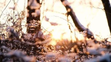 Ağır çekim kamera alttan kar ormandaki ağaçlar ve çalılar şubeleri günbatımı ışınları ayrılmak