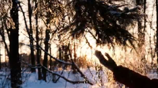 Kvinnelig hånd i en mitte rister snø fra en gran gren, en hånd slår langs en myk gren, sakte bevegelse – stockvideo