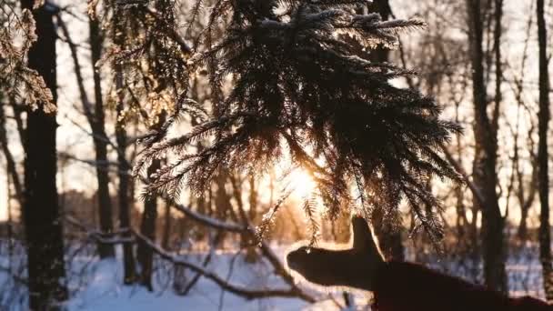 Ženská ruka v rukavici třese sněhu ze smrkové větve, poráží podél nadýchané větev, pomalý pohyb — Stock video