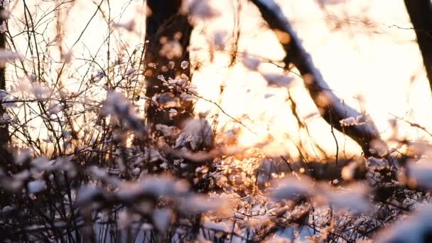 El foco de la cámara se mueve a lo largo de las ramas, los rayos de la puesta del sol brillan a través de las ramas de árboles y arbustos en un bosque nevado, cámara lenta — Vídeos de Stock