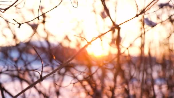 La messa a fuoco della telecamera si muove lungo i rami, i raggi del tramonto brillano tra i rami di alberi e cespugli, rallentano — Video Stock