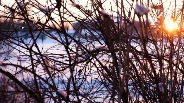 Movimiento de la cámara de izquierda a derecha, rayos del atardecer brillan a través de las ramas desnudas de los arbustos, cámara lenta — Vídeos de Stock